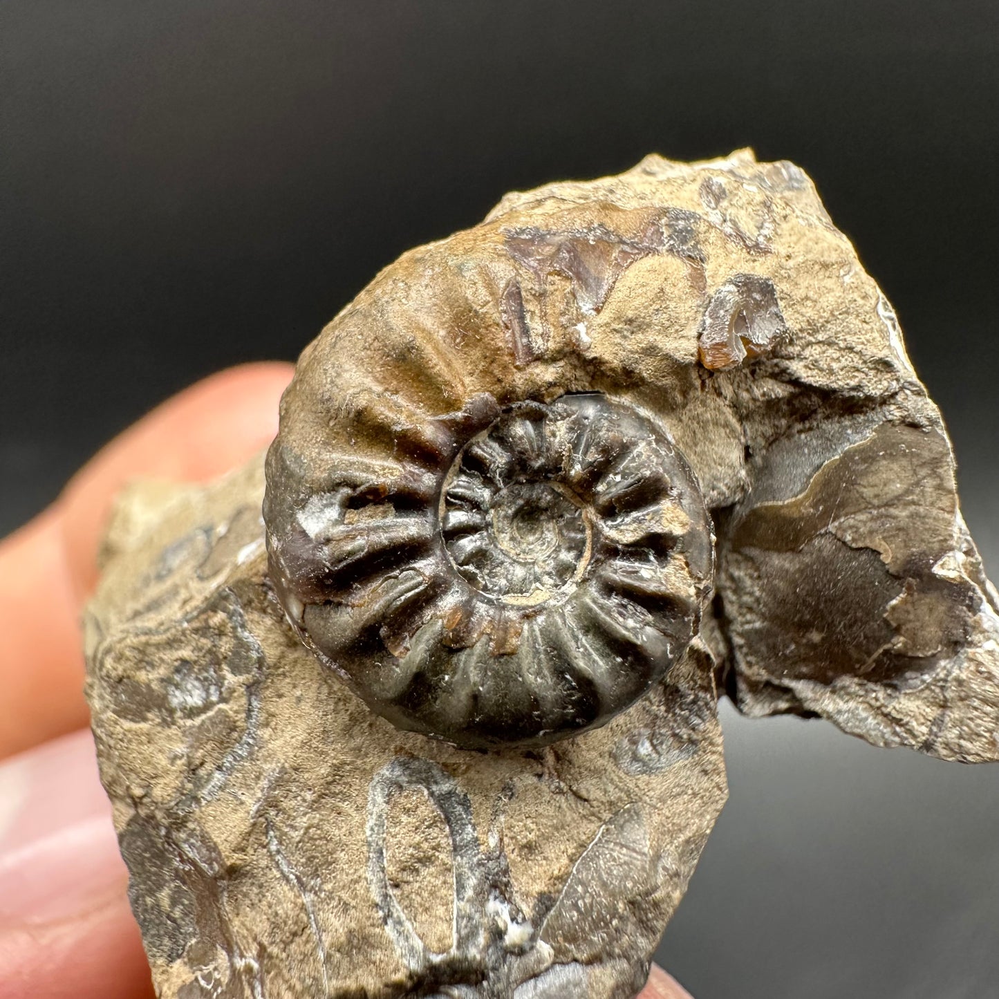 Amaltheus subnodosus Ammonite fossil with box and stand - Whitby, North Yorkshire Jurassic Coast Yorkshire Fossils