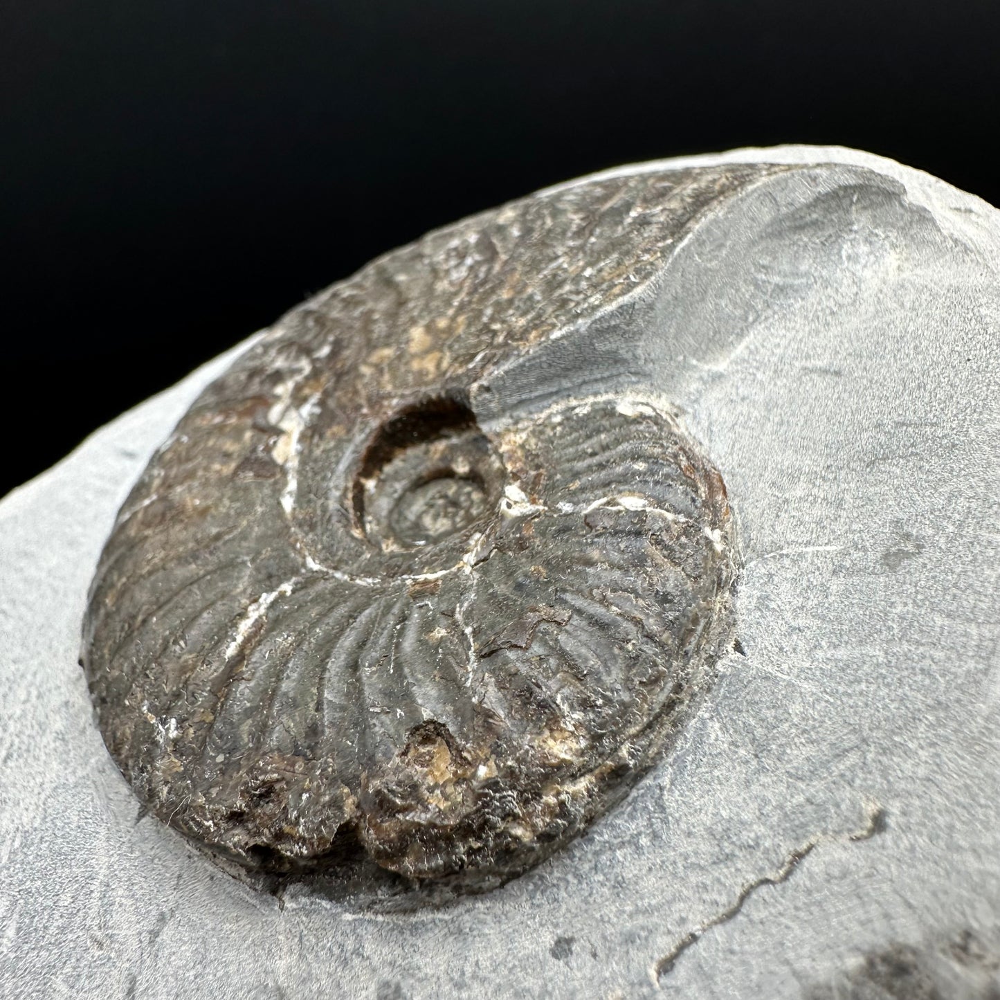 Pseudolioceras lythense Ammonite fossil with box and stand - Whitby, North Yorkshire, Yorkshire Fossils on the Jurassic Coast