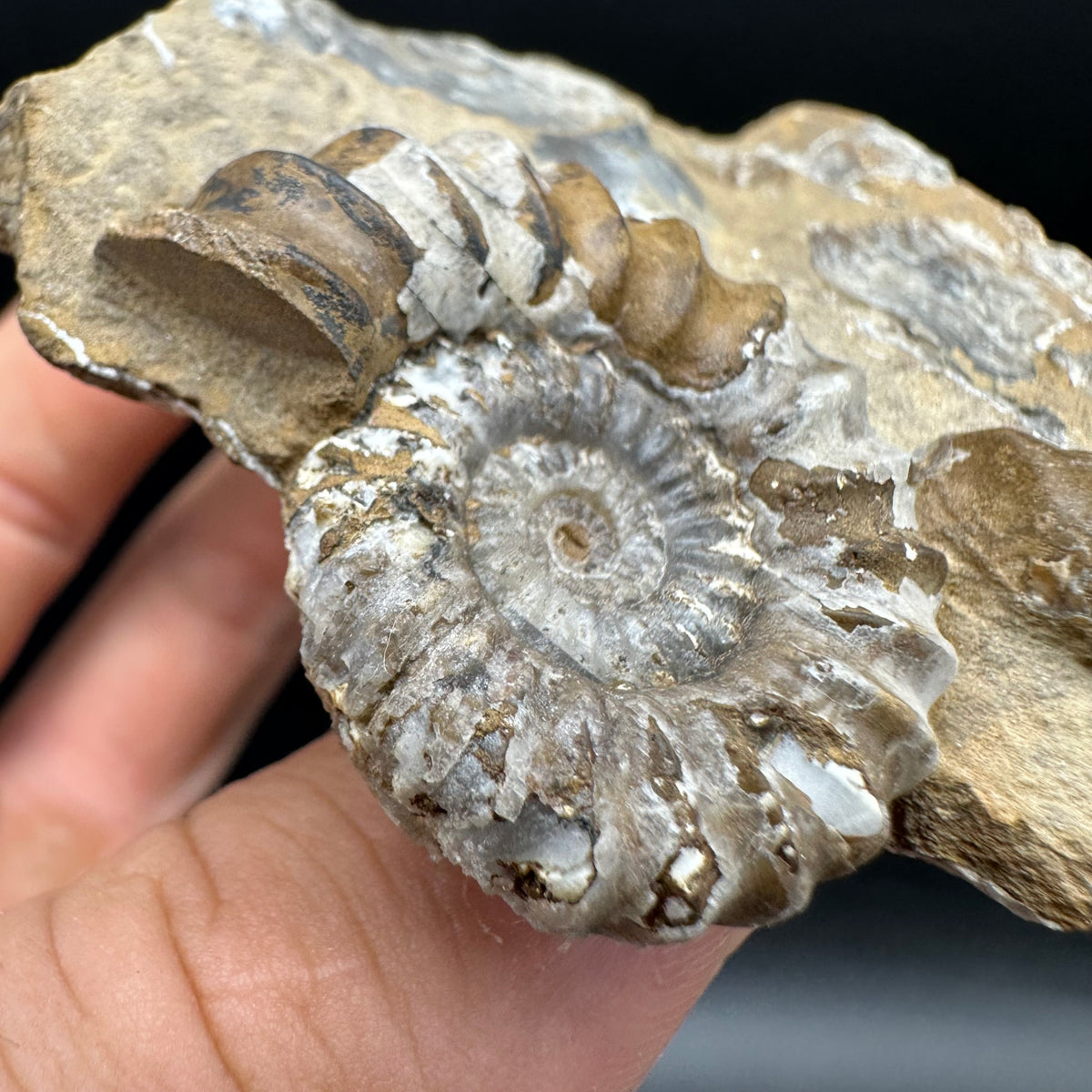 Androgynoceras capricornus Ammonite Fossil With Stand - Whitby, North Yorkshire Jurassic Coast Yorkshire Fossils