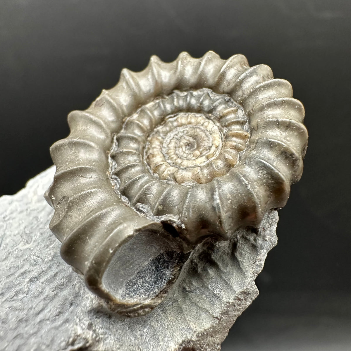 Gagaticeras Ammonite fossil with box and stand - Whitby, North Yorkshire Jurassic Coast Yorkshire Fossils