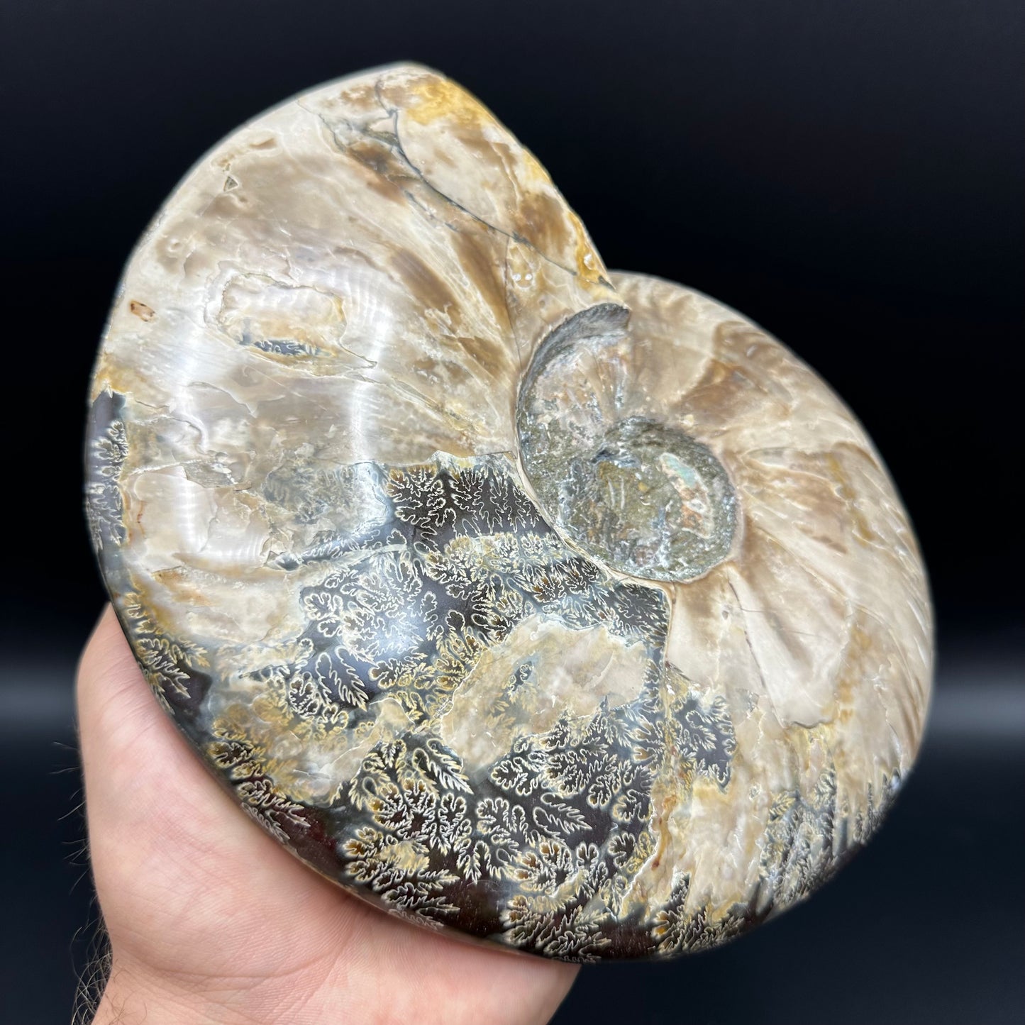 Cleoniceras Ammonite Fossil With Stand - Cretaceous Ammonite Madagascar