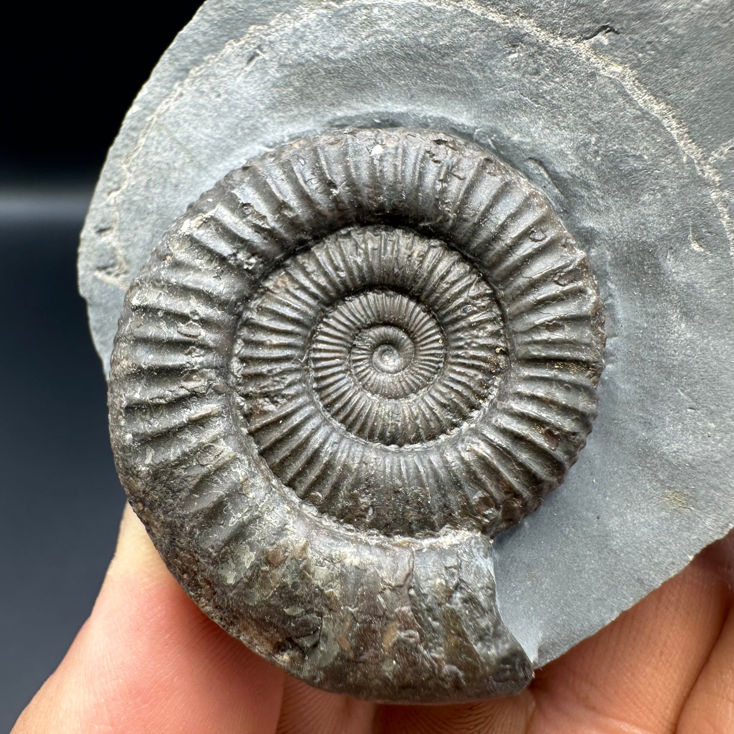 Dactylioceras Ammonite Fossil With Stand - Whitby, North Yorkshire Jurassic Coast Yorkshire Fossils