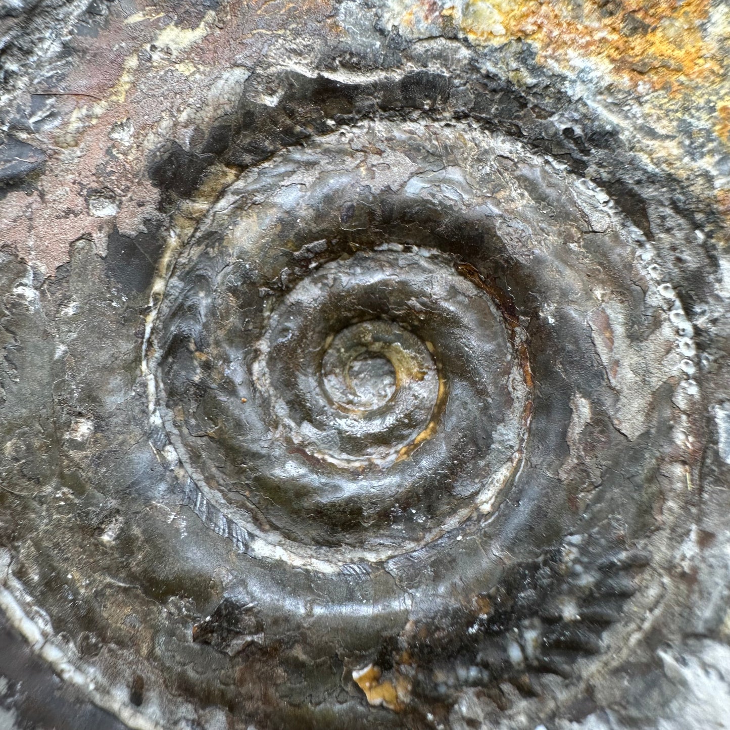 Hildoceras Bifrons Ammonite fossil with box and stand - Whitby, North Yorkshire Jurassic Coast, Yorkshire Fossils from the Jurassic Coast