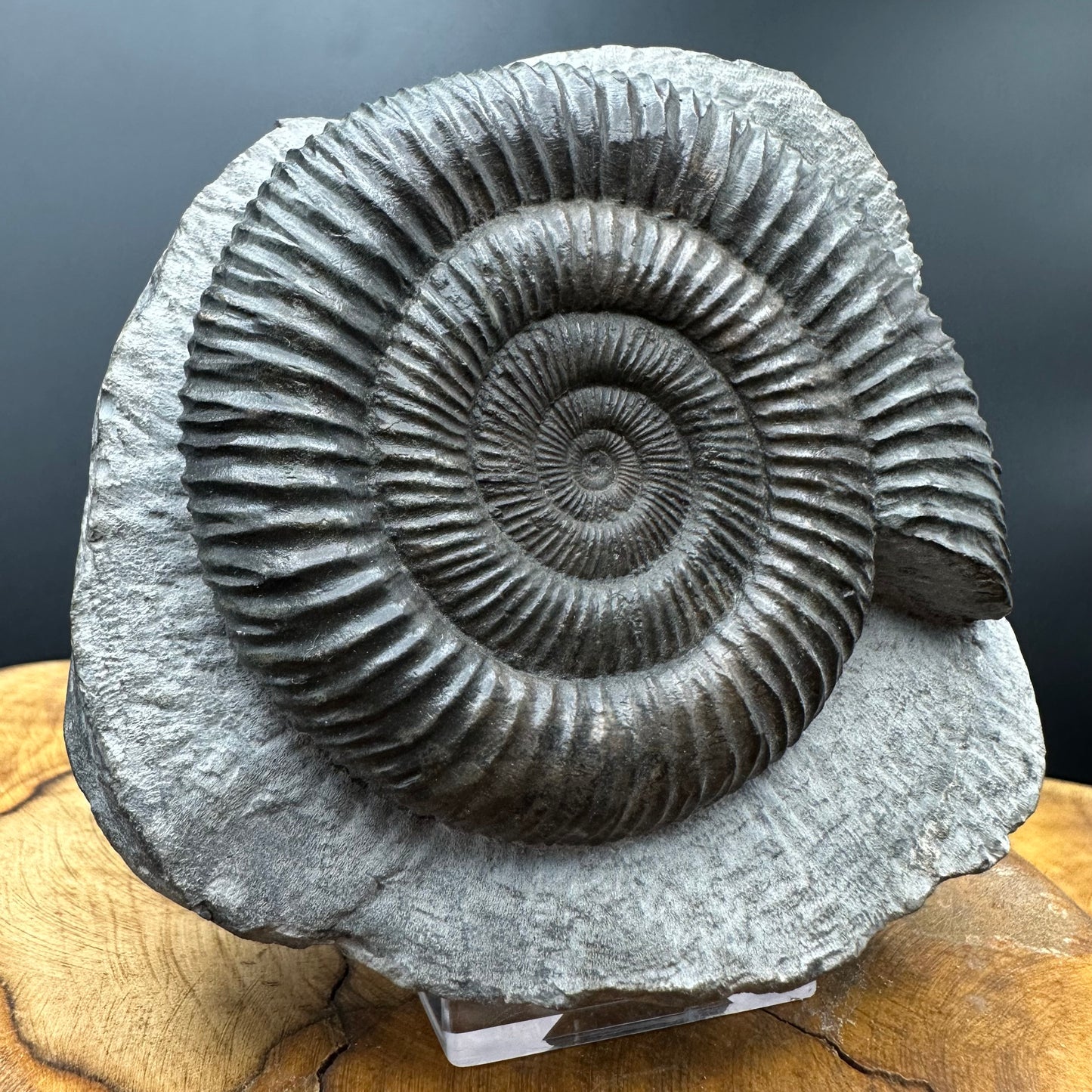 Dactylioceras Ammonite Fossil With box and Stand - Whitby, North Yorkshire Jurassic Coast Yorkshire Fossils