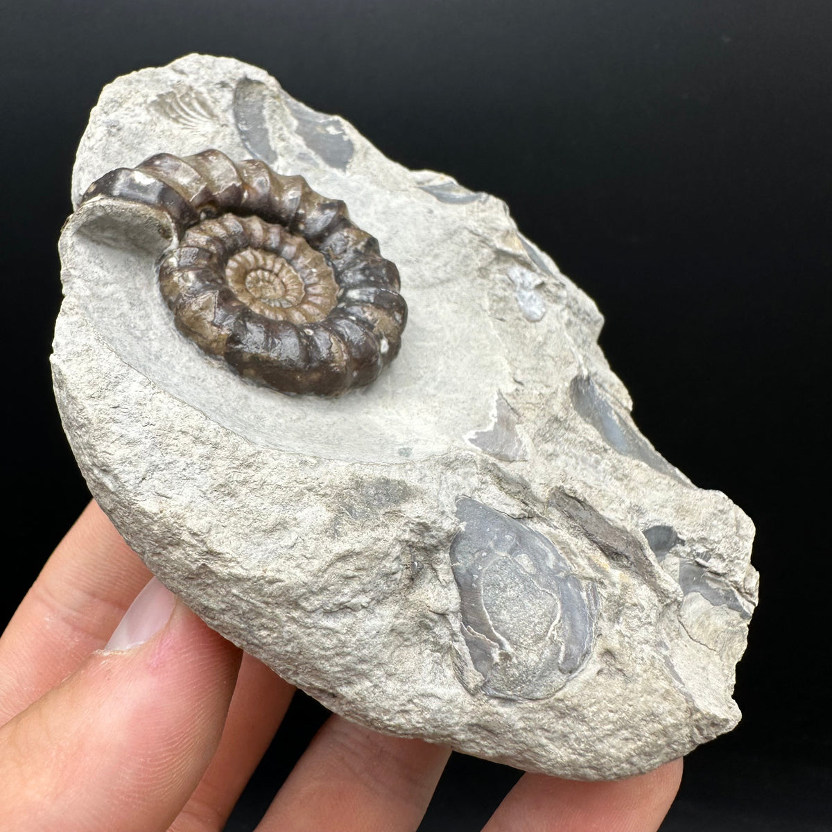 Androgynoceras maculatum ammonite fossil with stand - Whitby, North Yorkshire Jurassic Coast Yorkshire Fossils