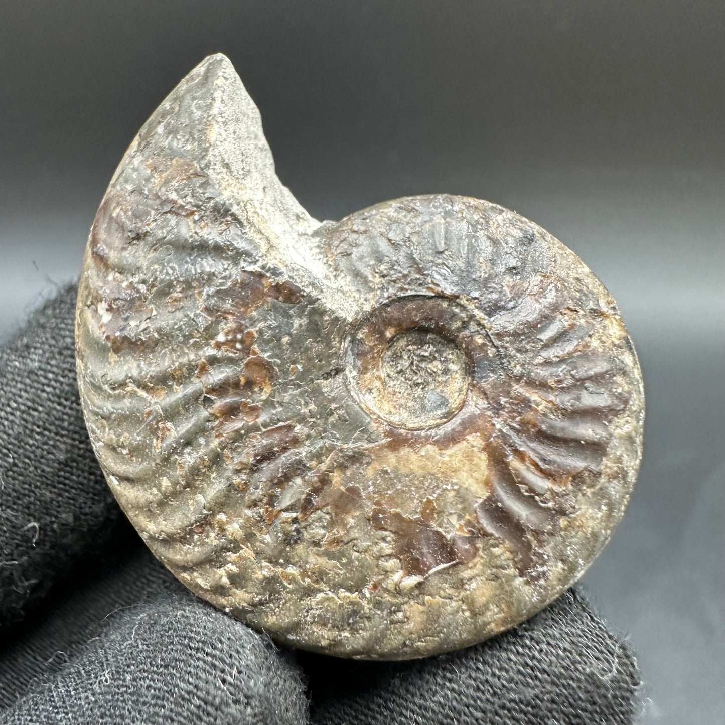 Pseudolioceras lythense Ammonite fossil with box and stand - Whitby, North Yorkshire, Yorkshire Fossils on the Jurassic Coast