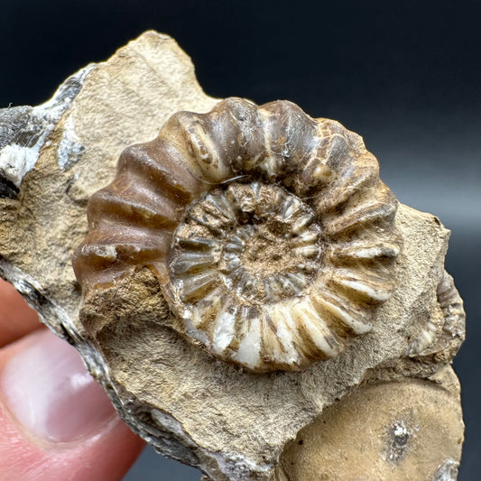 Androgynoceras capricornus Ammonite Fossil With Box And Stand - Whitby, North Yorkshire Jurassic Coast Yorkshire Fossils