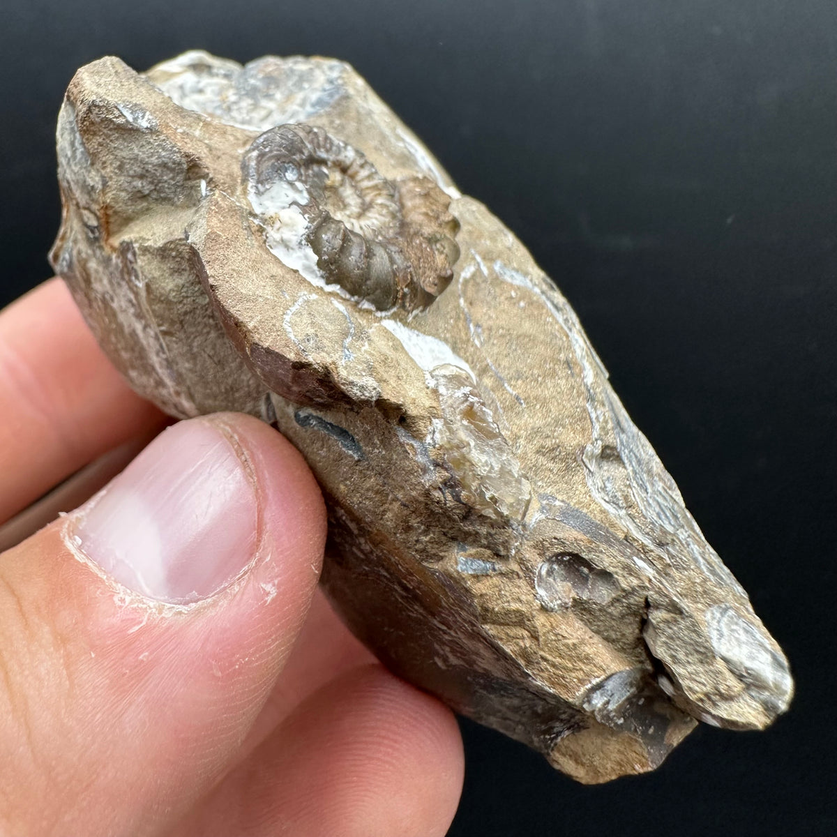 Androgynoceras capricornus Ammonite Fossil With Stand - Whitby, North Yorkshire Jurassic Coast Yorkshire Fossils
