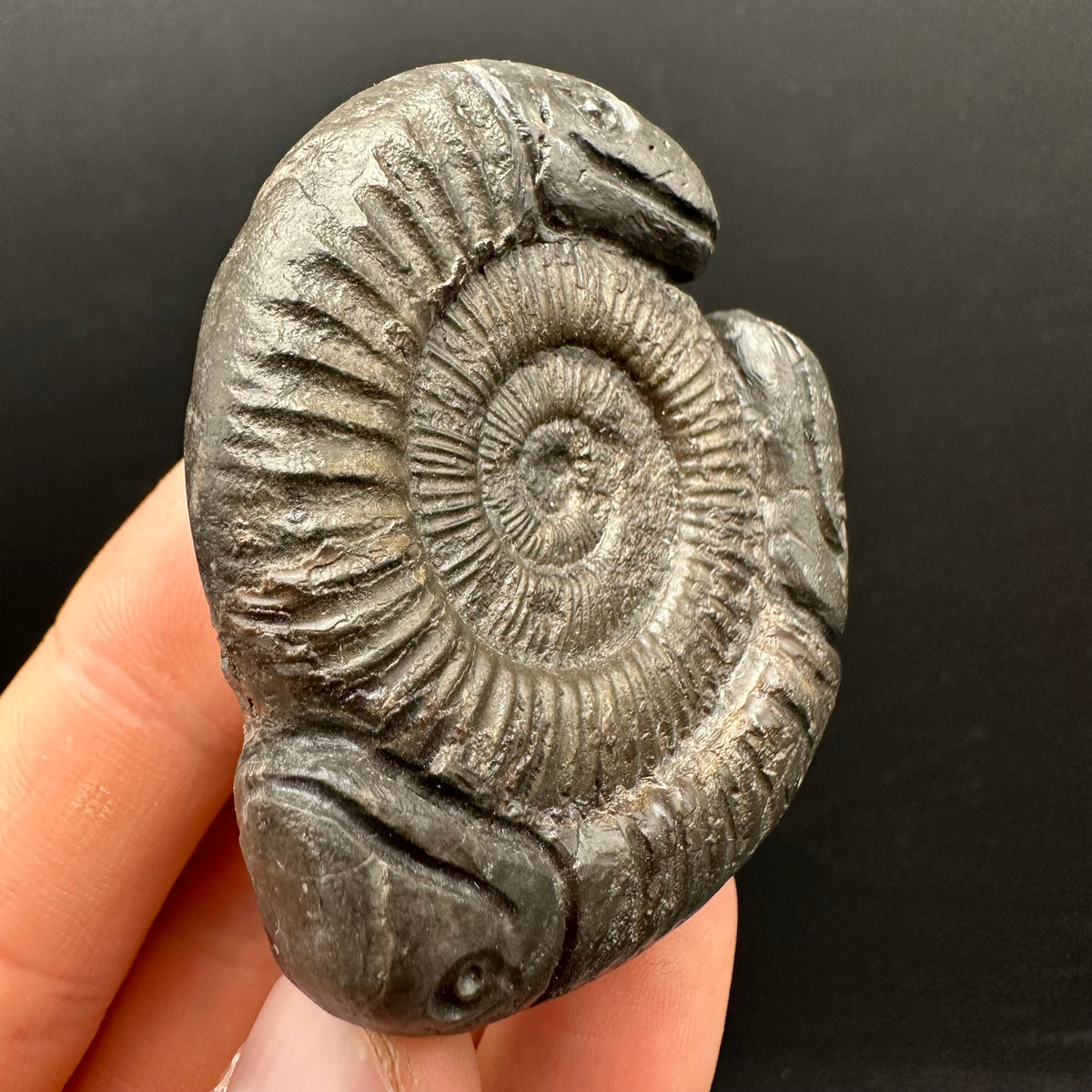Hydra Snakestone Ammonite Fossil With Bag/Box And Stand - Whitby, North Yorkshire Jurassic Coast Yorkshire Fossils