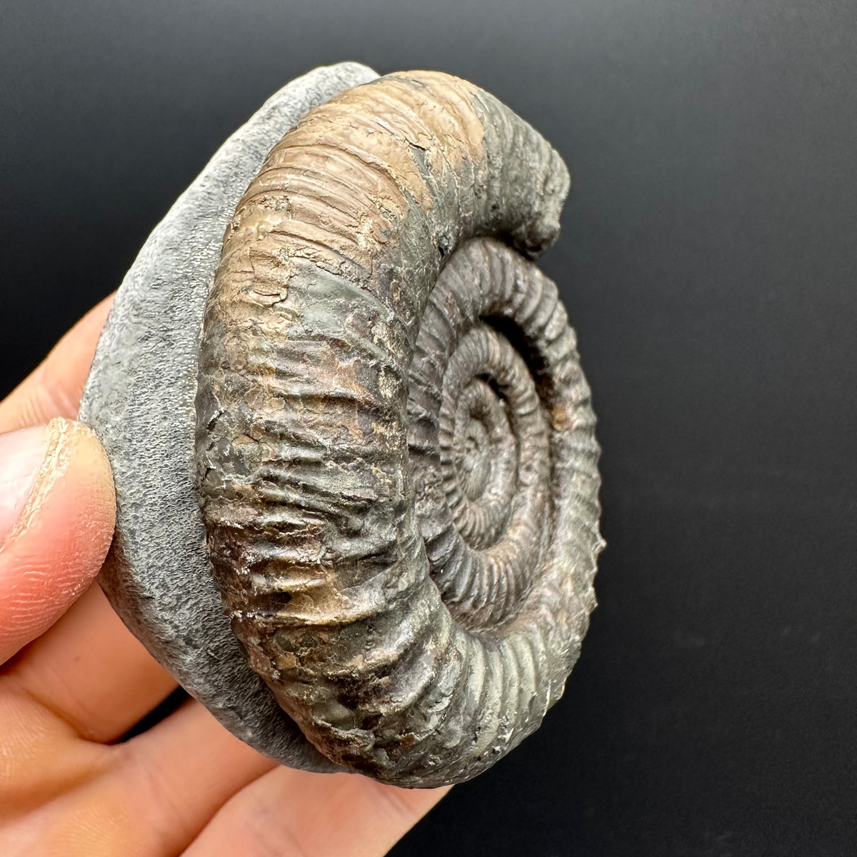 Dactylioceras Ammonite Fossil With box and Stand - Whitby, North Yorkshire Jurassic Coast Yorkshire Fossils
