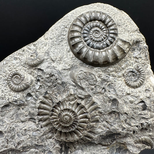 Arnioceras ammonite shell fossil with box and stand - Whitby, North Yorkshire Jurassic Coast Yorkshire Fossils