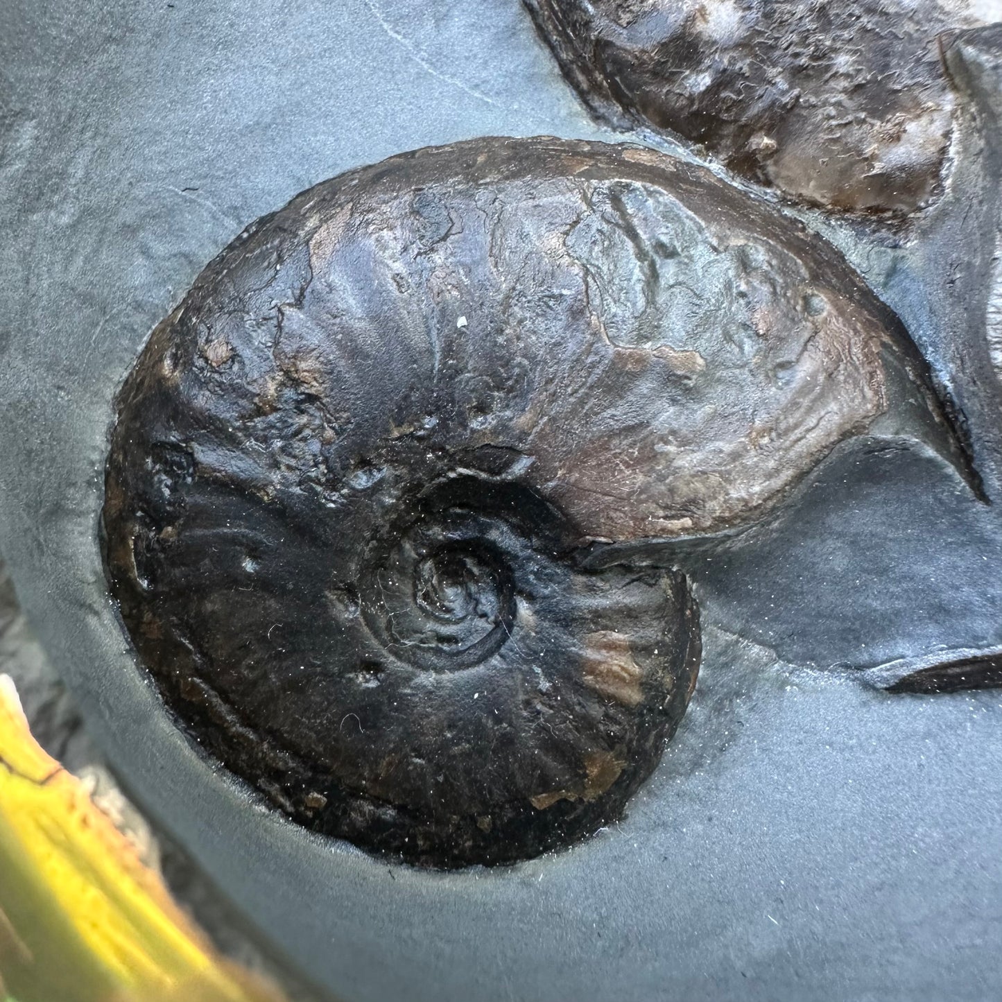 Golden Egg (GENUINE) Ammonite Fossil With Stand - Whitby, North Yorkshire Jurassic Coast Yorkshire Fossils