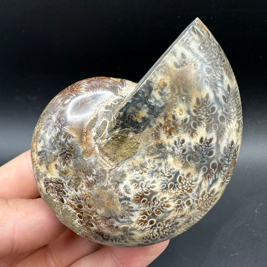 Phylloceras Ammonite Fossil With Box And Stand - Cretaceous Ammonite Madagascar