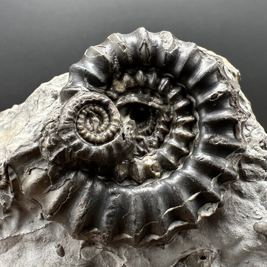 Gagaticeras Ammonite fossil with box and stand - Whitby, North Yorkshire Jurassic Coast Yorkshire Fossils