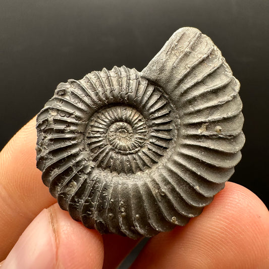Schlothemia sp. ammonite fossil with box and stand - Whitby, North Yorkshire Jurassic Coast, Yorkshire fossils