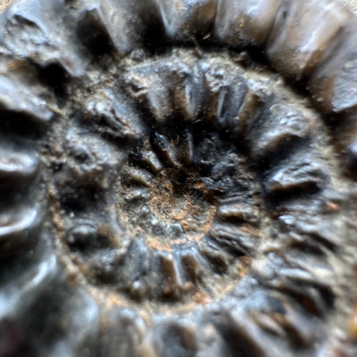 Amaltheus subnodosus Ammonite fossil with stand - Whitby, North Yorkshire Jurassic Coast Yorkshire Fossils