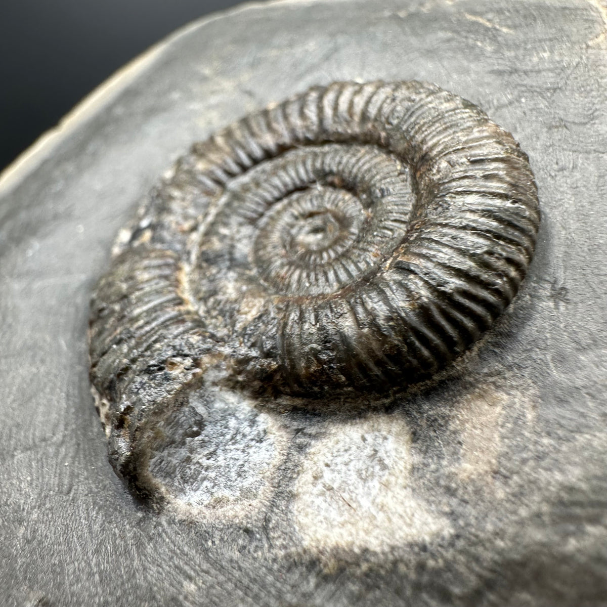 Dactylioceras Ammonite Fossil With box and Stand - Whitby, North Yorkshire Jurassic Coast Yorkshire Fossils