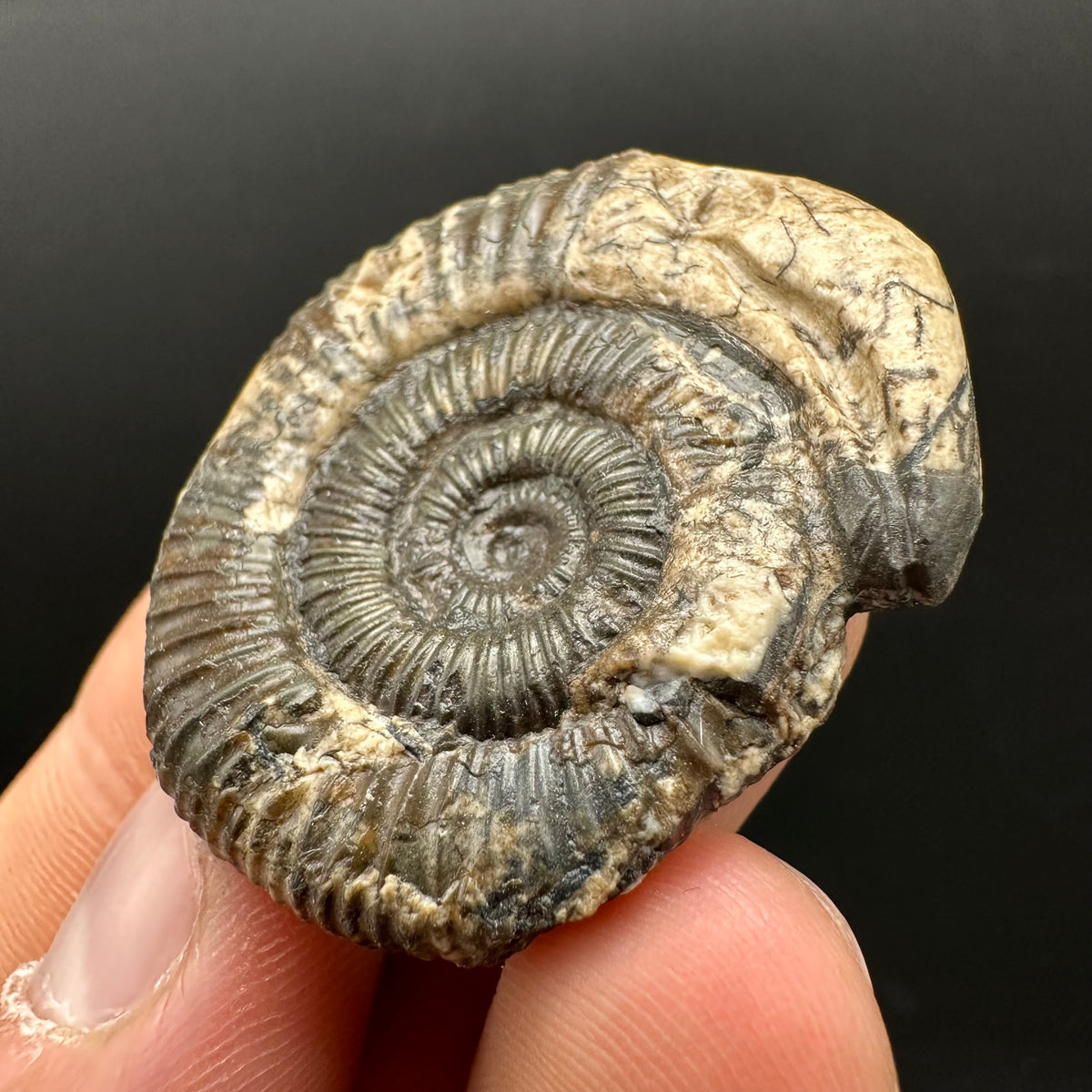 Snakestone Ammonite Fossil With Bag/Box And Stand - Whitby, North Yorkshire Jurassic Coast Yorkshire Fossils