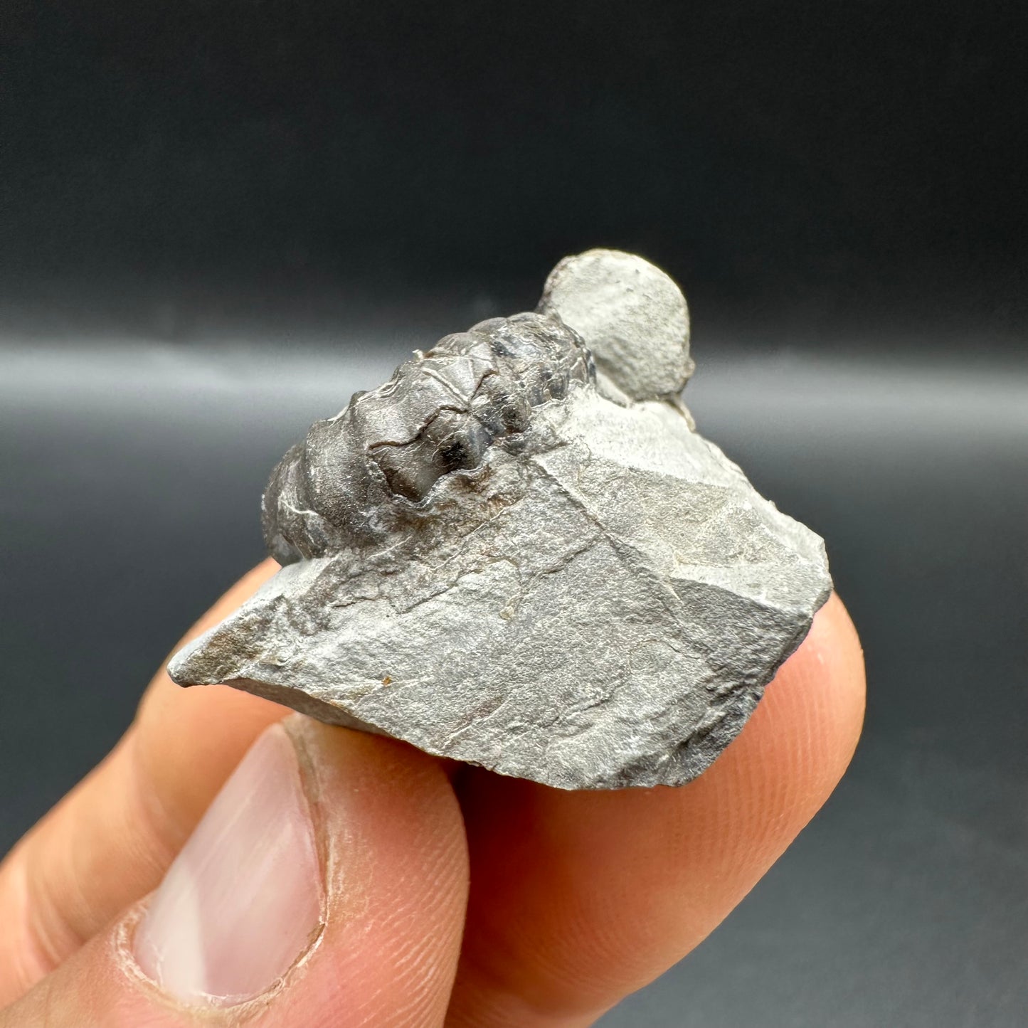 Gagaticeras Ammonite fossil with box and stand - Whitby, North Yorkshire Jurassic Coast Yorkshire Fossils