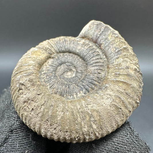 Dactylioceras Ammonite Fossil With Box And Stand - Whitby, North Yorkshire Jurassic Coast Yorkshire Fossils