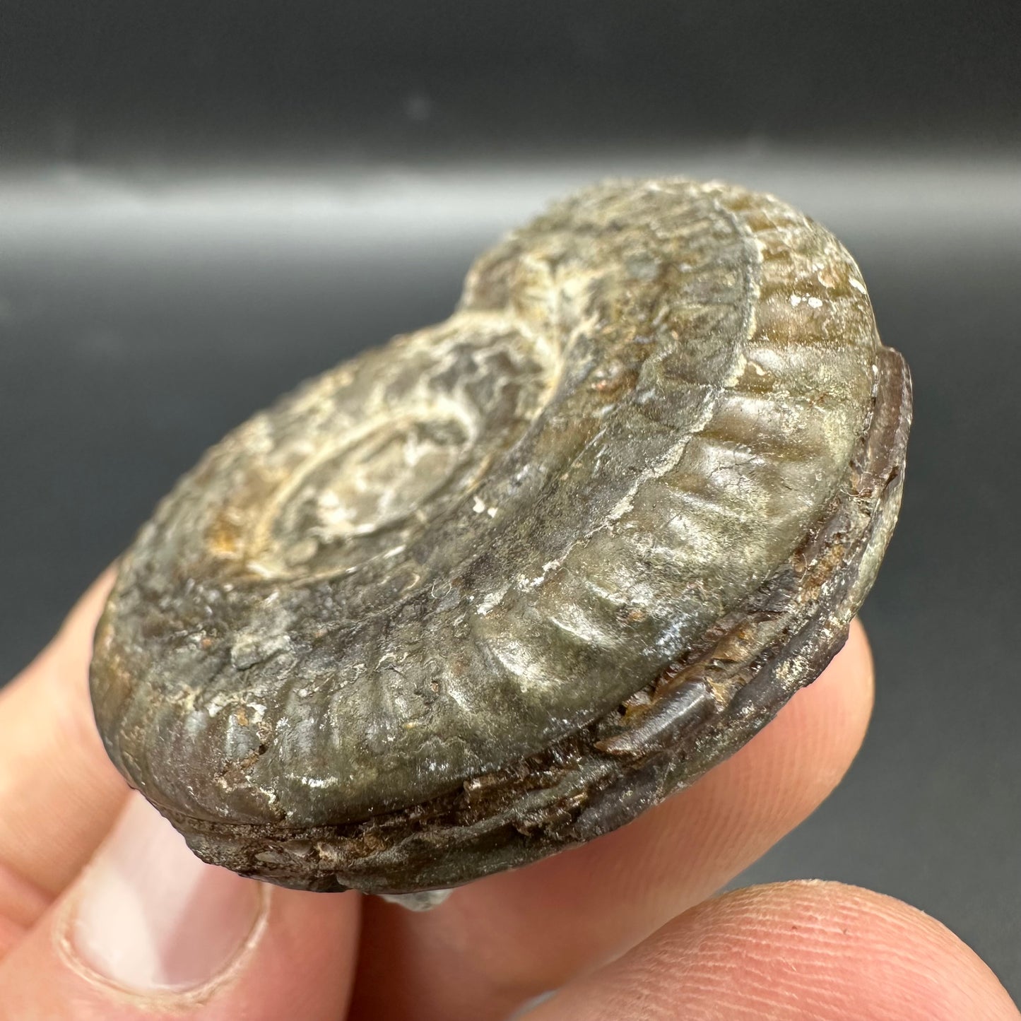 Hildoceras Bifrons Ammonite fossil with box and stand - Whitby, North Yorkshire Jurassic Coast, Yorkshire Fossils from the Jurassic Coast