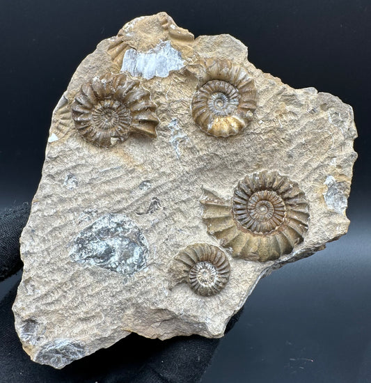 Androgynoceras capricornus Ammonite fossil with stand - Whitby, North Yorkshire Jurassic Coast Yorkshire Fossils