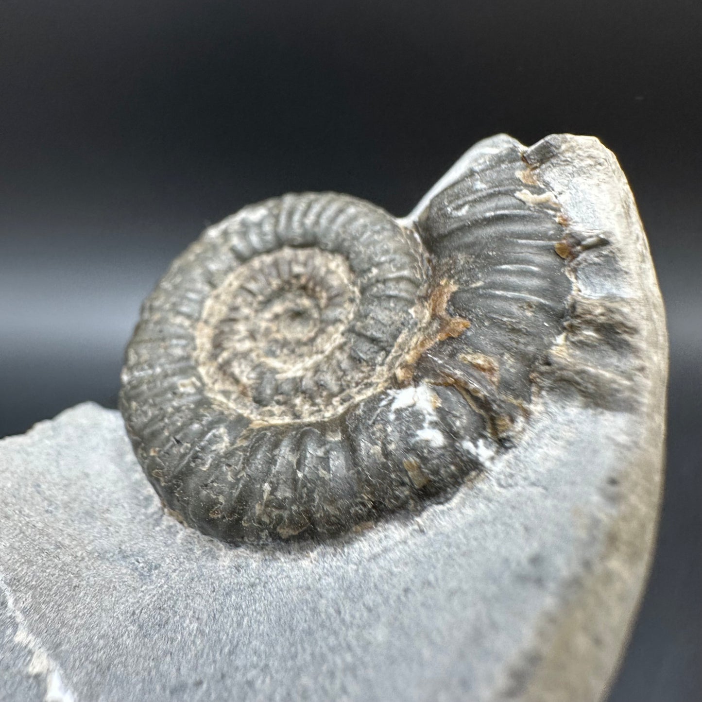 Porpoceras vortex ammonite fossil with box and stand - Whitby, North Yorkshire Jurassic Coast, Yorkshire fossils