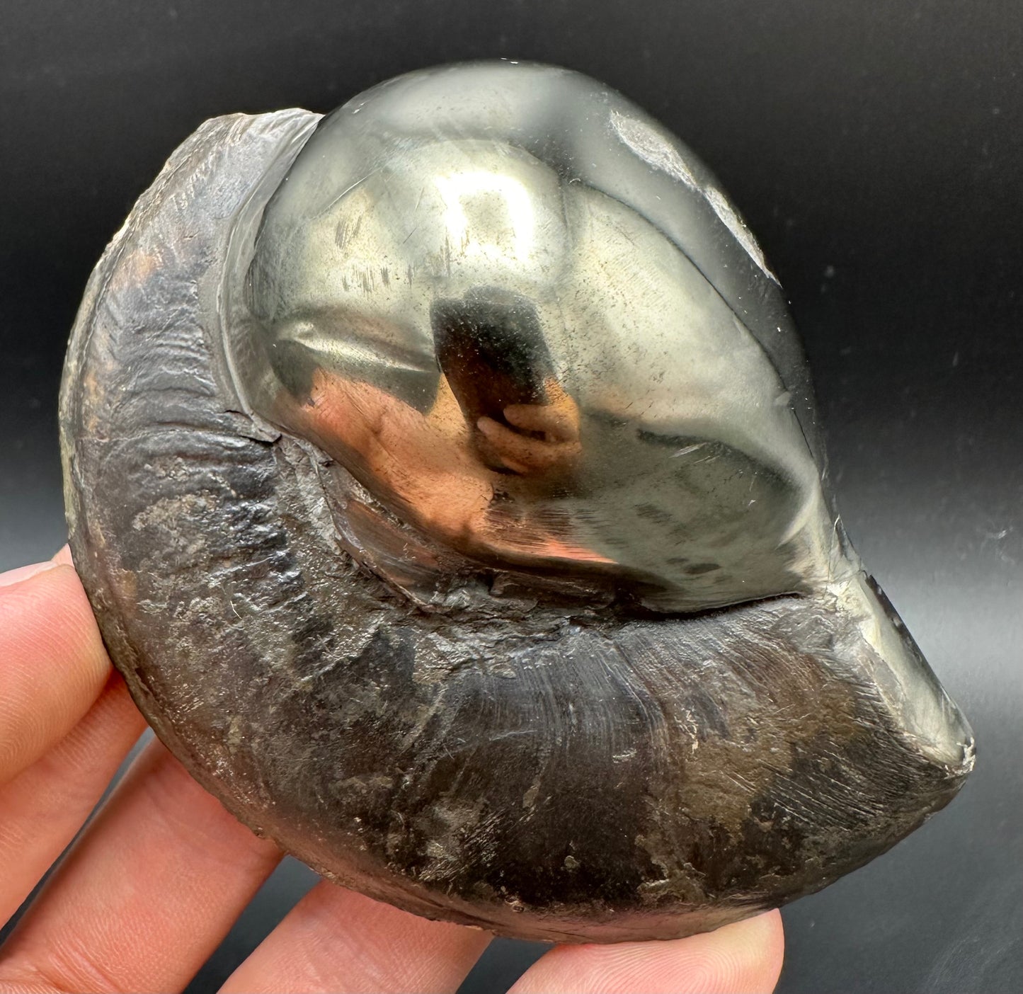 Golden Egg (GENUINE) Ammonite Fossil With Stand - Whitby, North Yorkshire Jurassic Coast Yorkshire Fossils