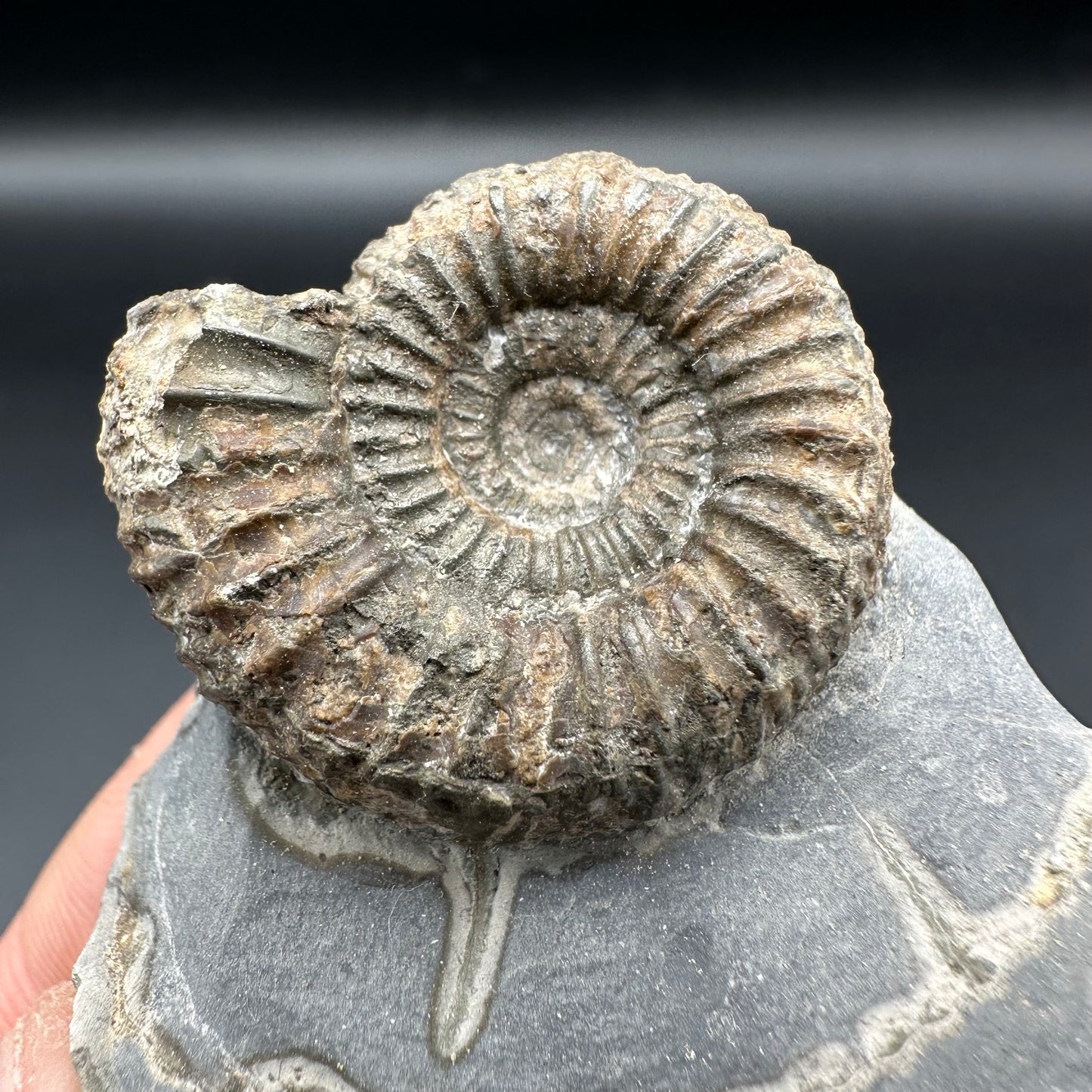 Catacoeloceras Sp. ammonite fossil with box and stand- Whitby, North Yorkshire Jurassic Coast Yorkshire Fossils