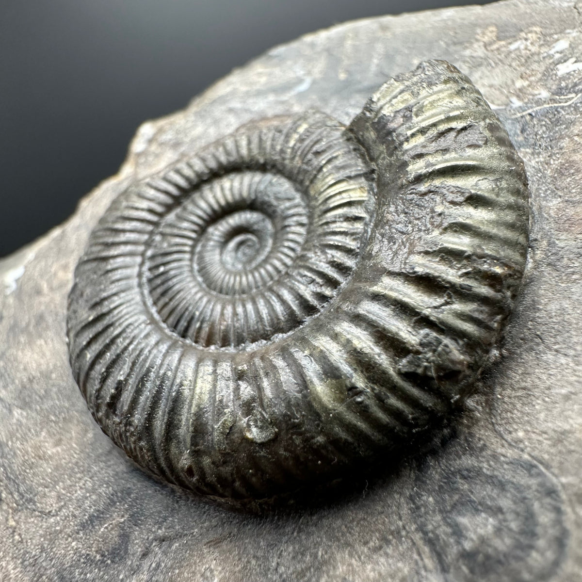 Dactylioceras Ammonite Fossil With box and Stand - Whitby, North Yorkshire Jurassic Coast Yorkshire Fossils