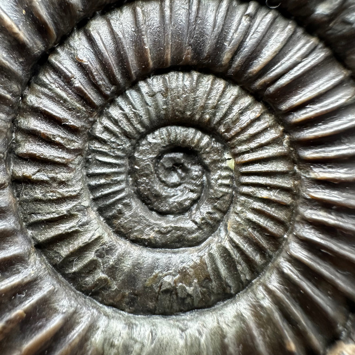 Dactylioceras Ammonite Fossil With box and Stand - Whitby, North Yorkshire Jurassic Coast Yorkshire Fossils