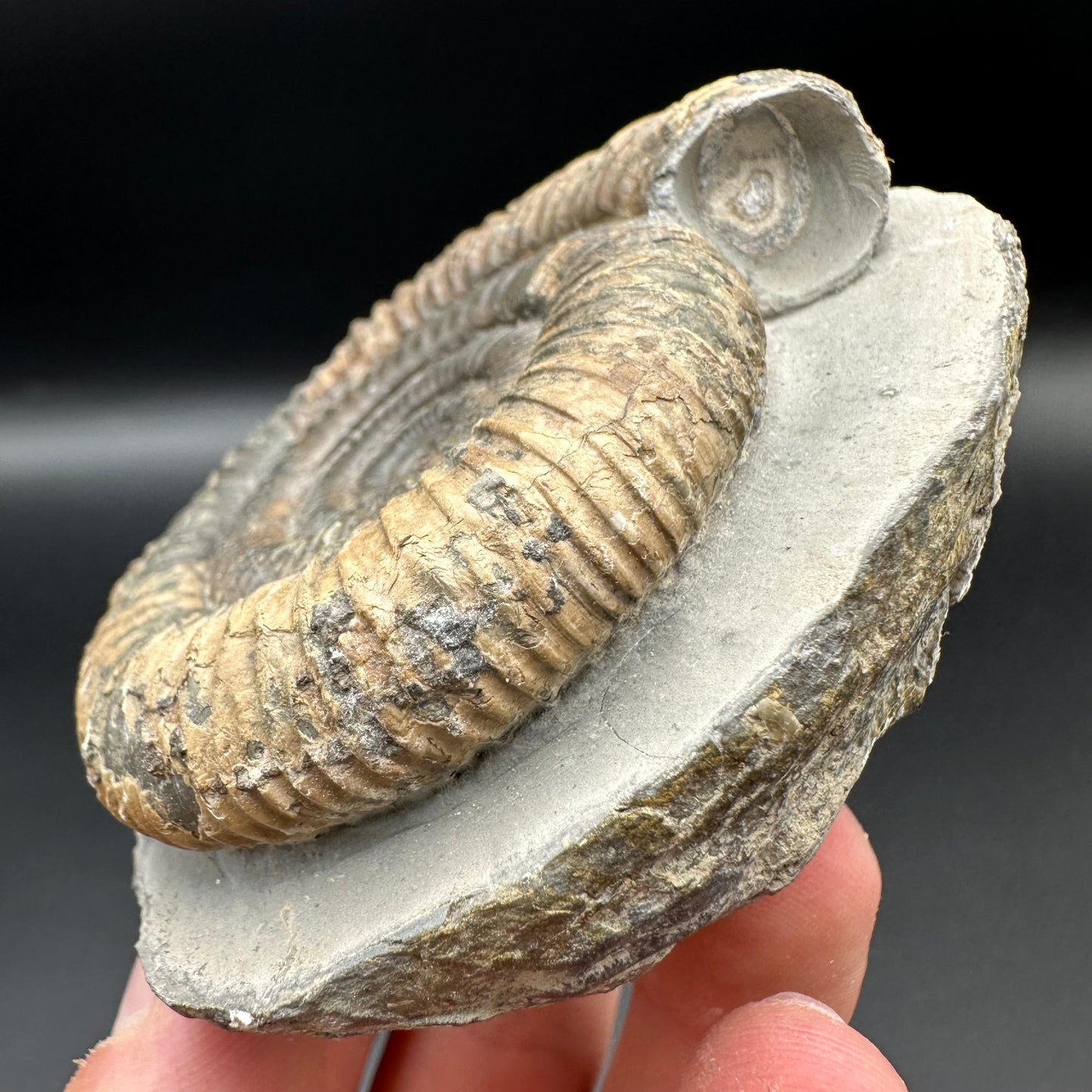 Dactylioceras Ammonite Fossil With Box And Stand - Whitby, North Yorkshire Jurassic Coast Yorkshire Fossils