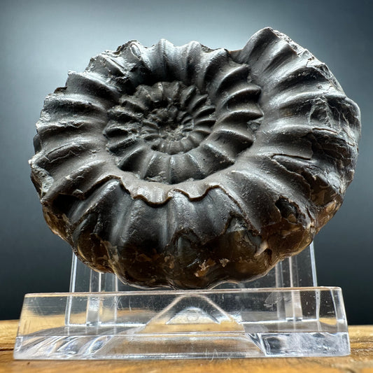 Androgynoceras maculatum ammonite fossil with box and stand - Whitby, North Yorkshire Jurassic Coast Yorkshire Fossils