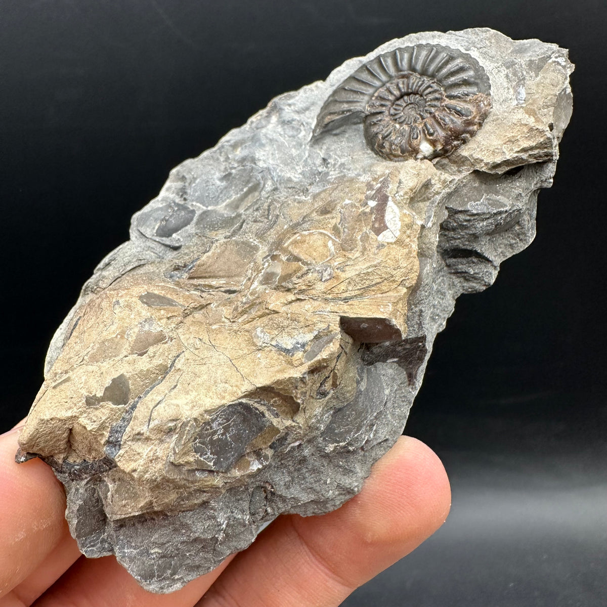 Amaltheus subnodosus Ammonite fossil with stand - Whitby, North Yorkshire Jurassic Coast Yorkshire Fossils
