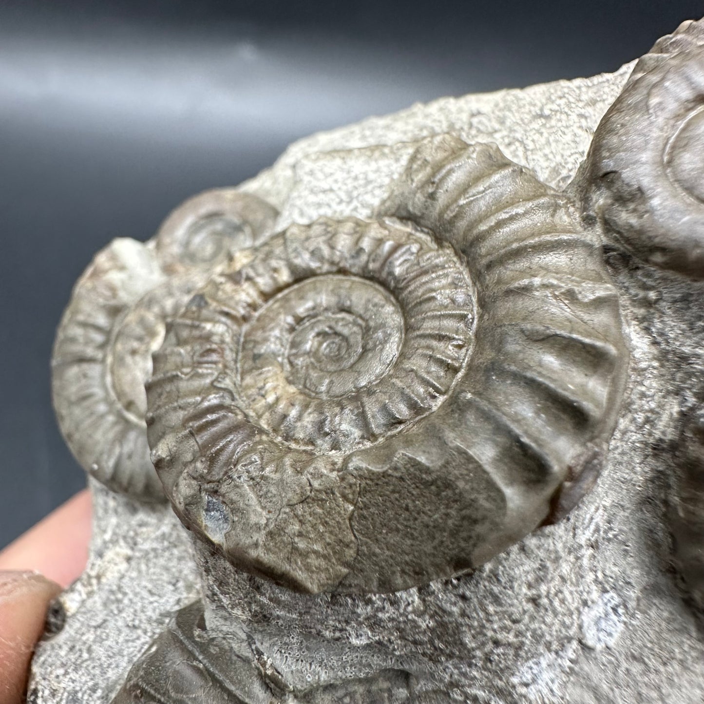 Arnioceras ammonite shell fossil with box and stand - Whitby, North Yorkshire Jurassic Coast Yorkshire Fossils