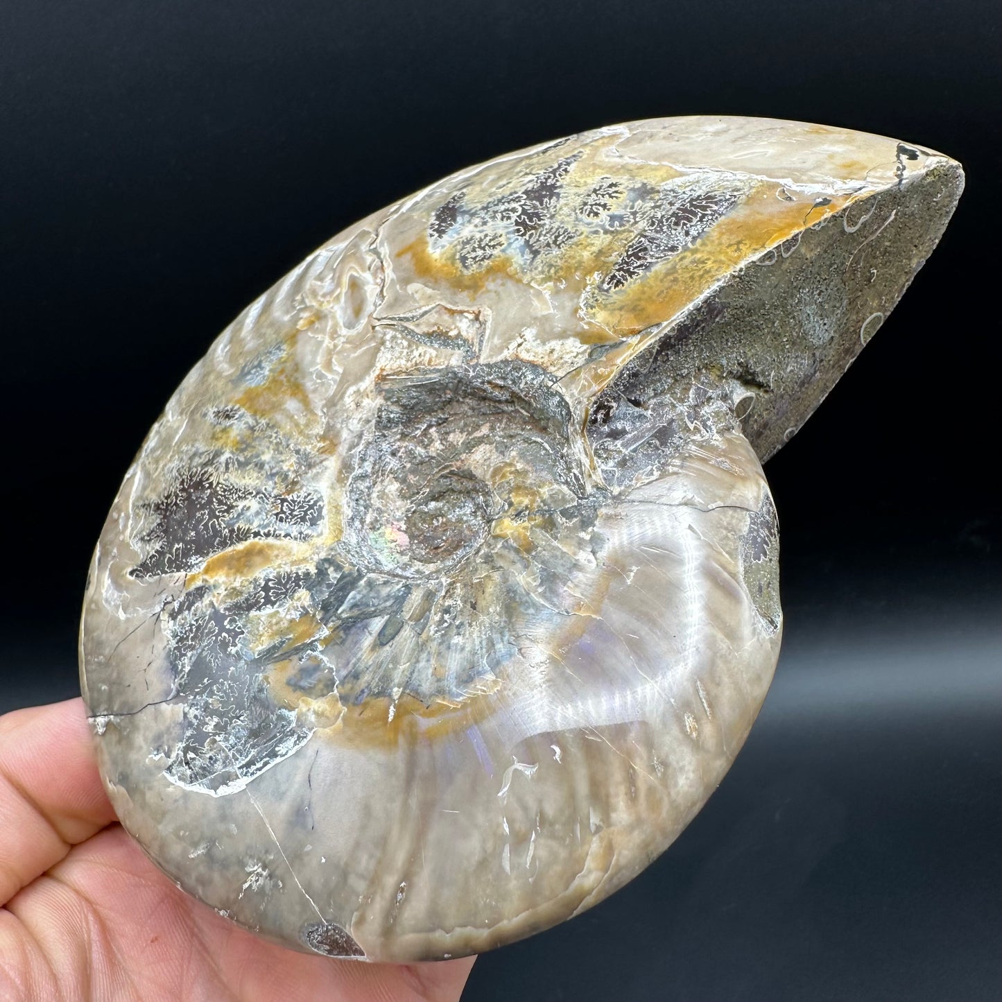 Cleoniceras Ammonite Fossil With Stand - Cretaceous Ammonite Madagascar