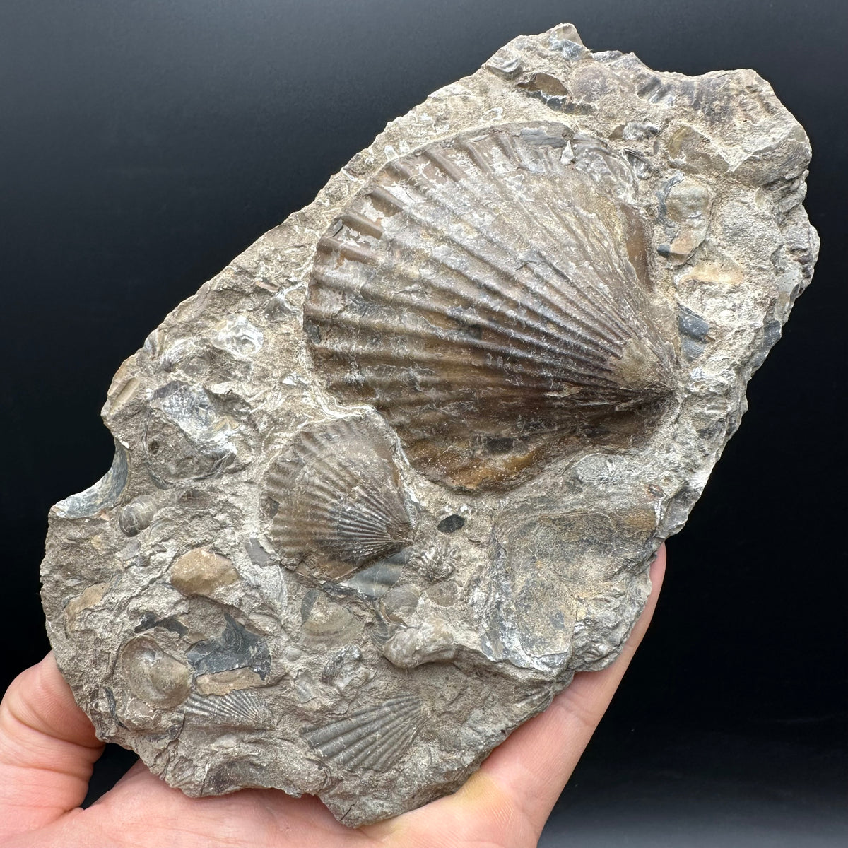 Shell fossil with stand - Whitby, North Yorkshire, Jurassic Coast, Yorkshire Fossils