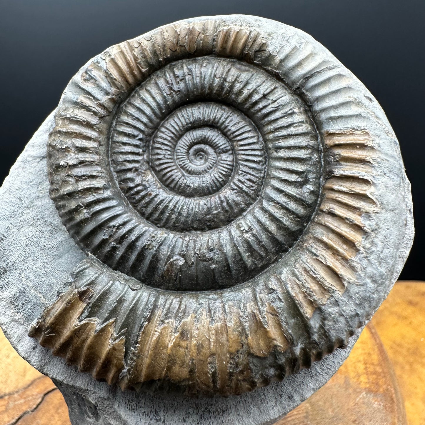 Dactylioceras Ammonite Fossil With box and Stand - Whitby, North Yorkshire Jurassic Coast Yorkshire Fossils