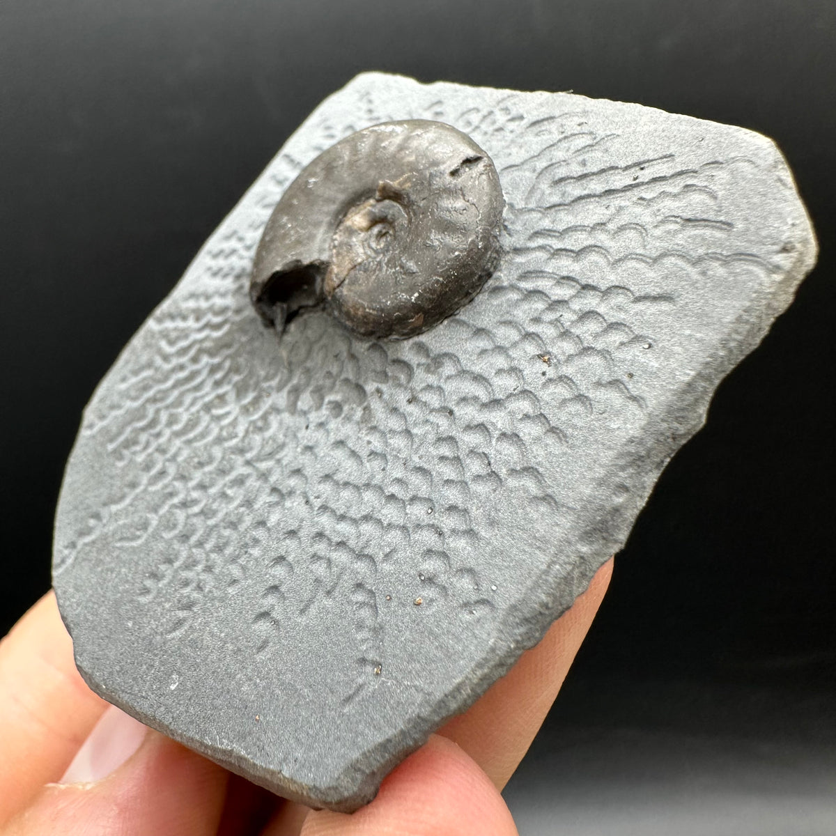 Eleganticeras Elegantulum ammonite fossil with box and stand - Whitby, North Yorkshire Jurassic Coast, Yorkshire Fossils