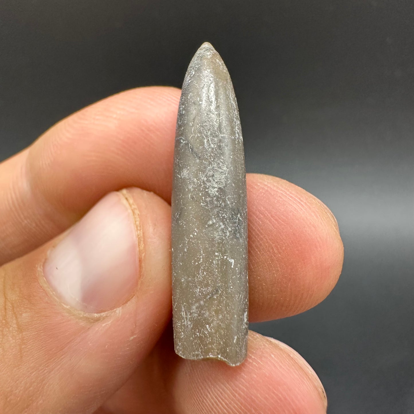 Belemnite (Fossil Squid) shell fossil - Whitby, North Yorkshire Jurassic Coast Yorkshire Fossils