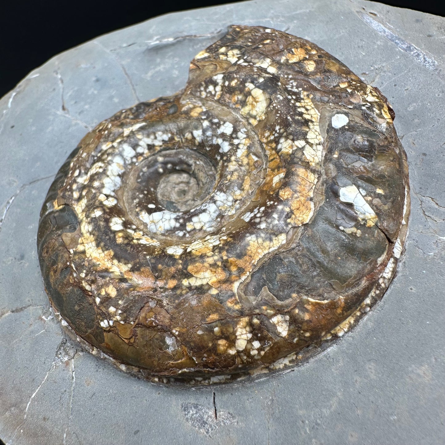 Hildoceras Bifrons Ammonite fossil with stand - Whitby, North Yorkshire Jurassic Coast, Yorkshire Fossils from the Jurassic Coast