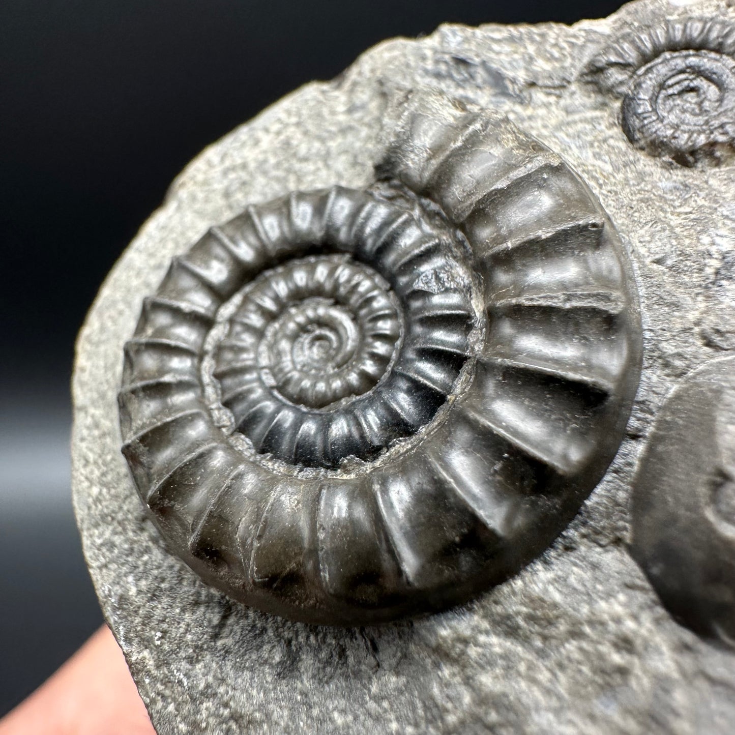 Arnioceras ammonite shell fossil with box and stand - Whitby, North Yorkshire Jurassic Coast Yorkshire Fossils