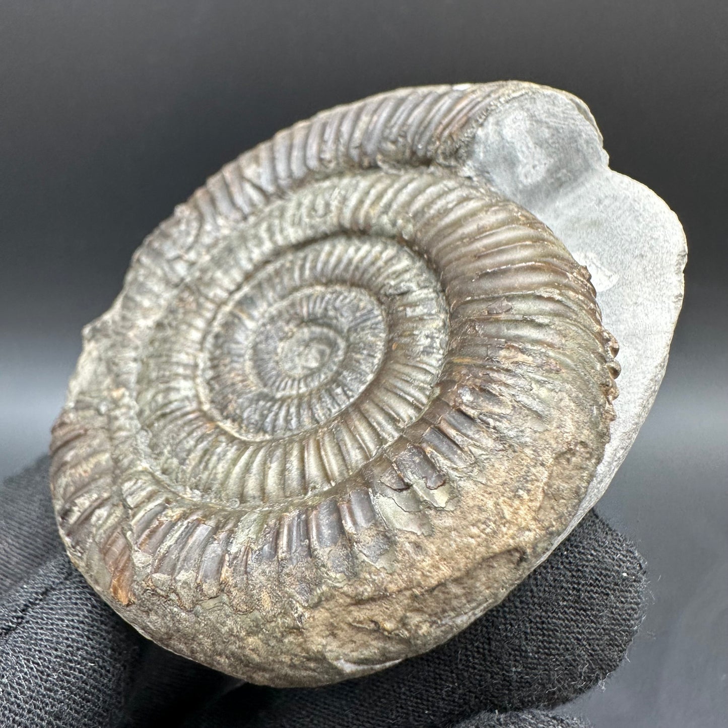 Dactylioceras Ammonite Fossil With Box And Stand - Whitby, North Yorkshire Jurassic Coast Yorkshire Fossils