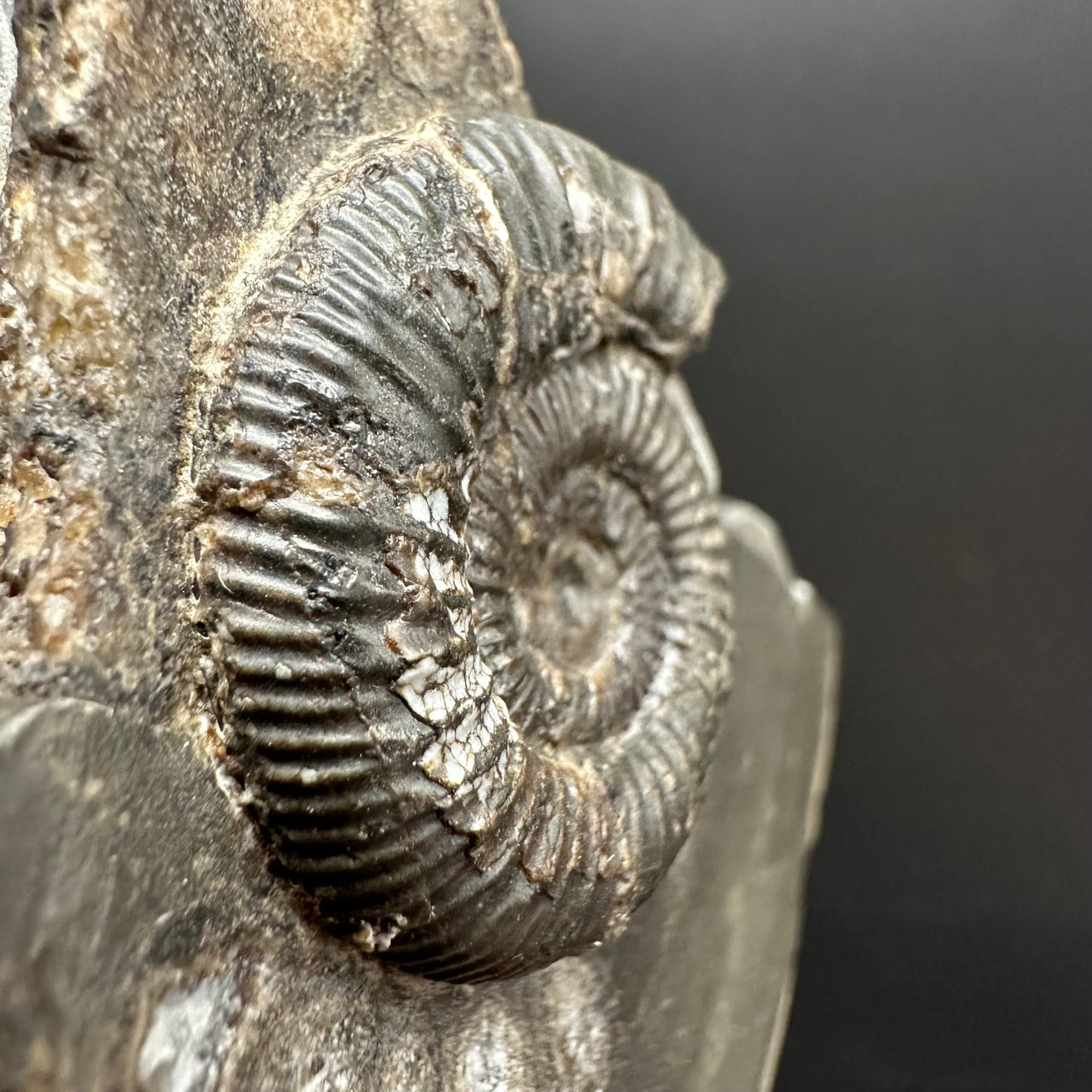 Dactylioceras Ammonite Fossil Gift Set - Whitby, North Yorkshire Jurassic Coast Yorkshire Fossils l