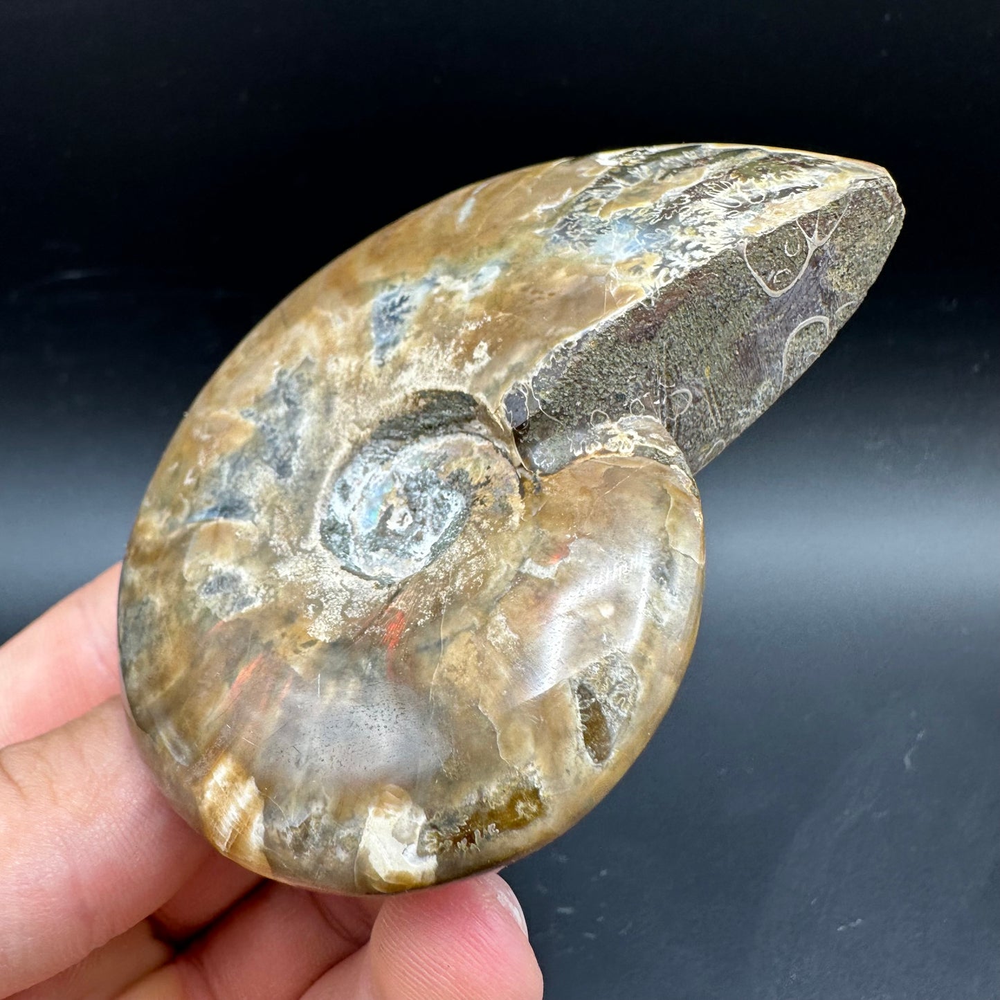 Cleoniceras Ammonite Fossil With Box And Stand - Cretaceous Ammonite Madagascar
