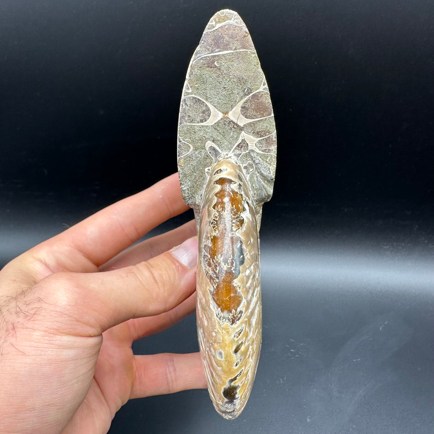 Cleoniceras Ammonite Fossil With Stand - Cretaceous Ammonite Madagascar