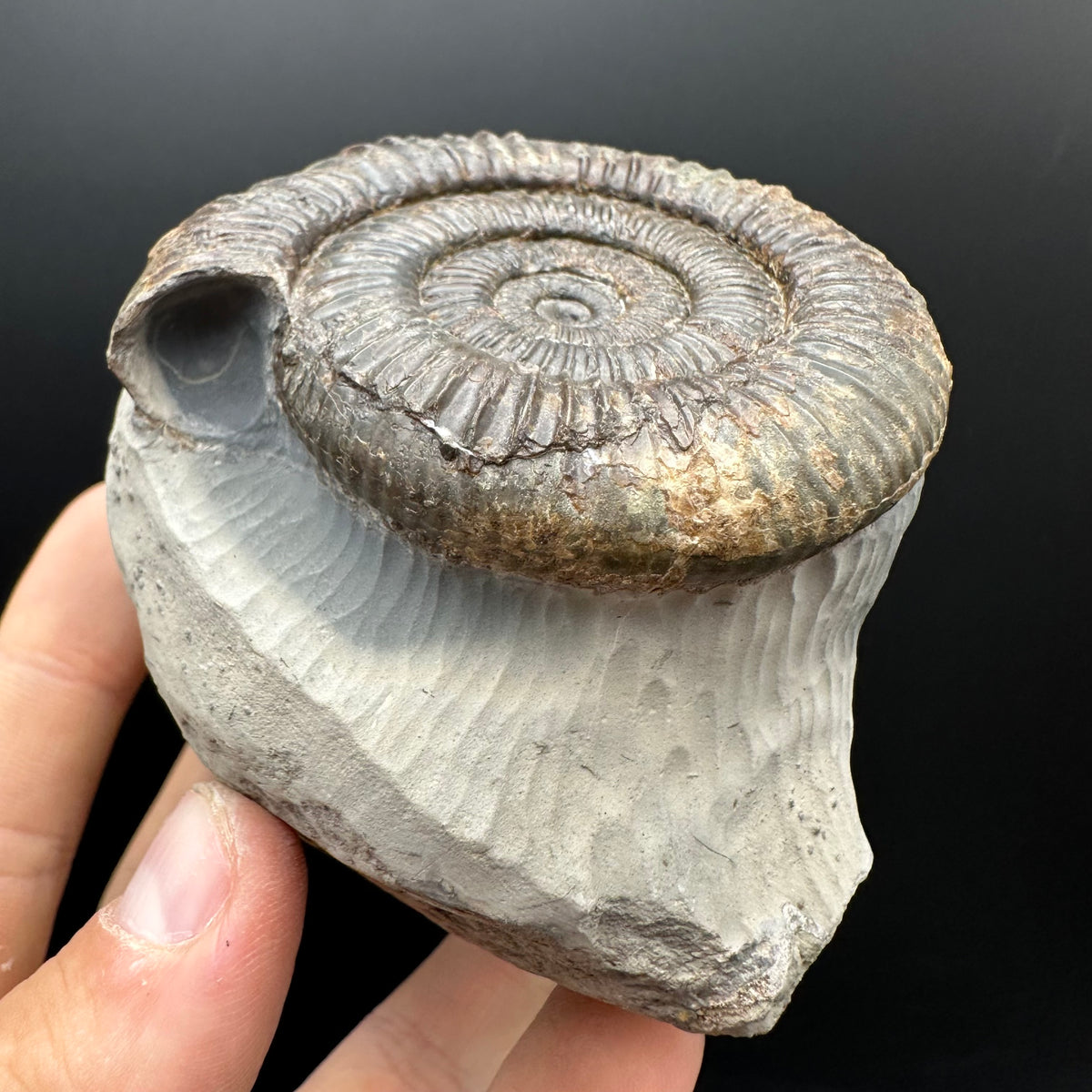 Dactylioceras Ammonite Fossil With Stand - Whitby, North Yorkshire Jurassic Coast Yorkshire Fossils