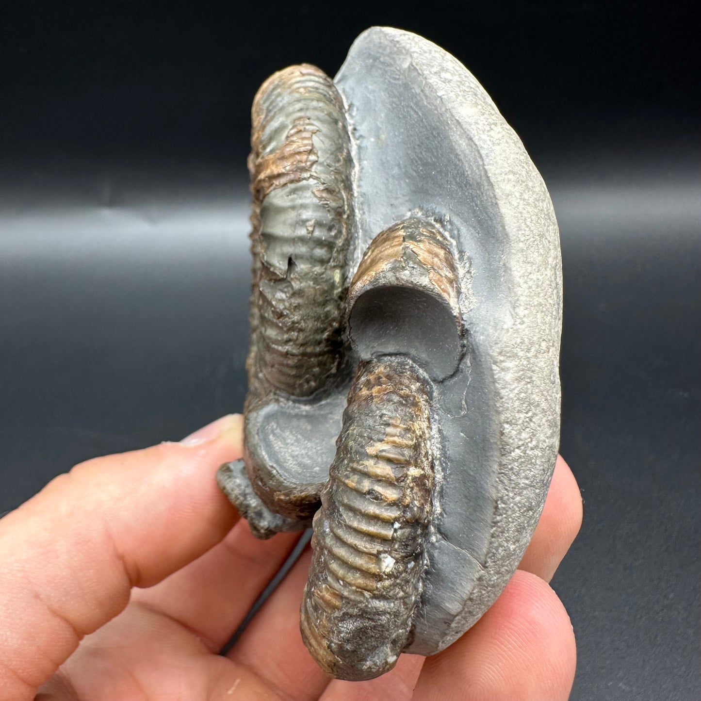 Dactylioceras Multi ammonite fossil with box and stand - Whitby, North Yorkshire Jurassic Coast, Yorkshire Fossils