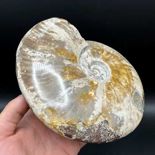 Cleoniceras Ammonite Fossil With Stand - Cretaceous Ammonite Madagascar