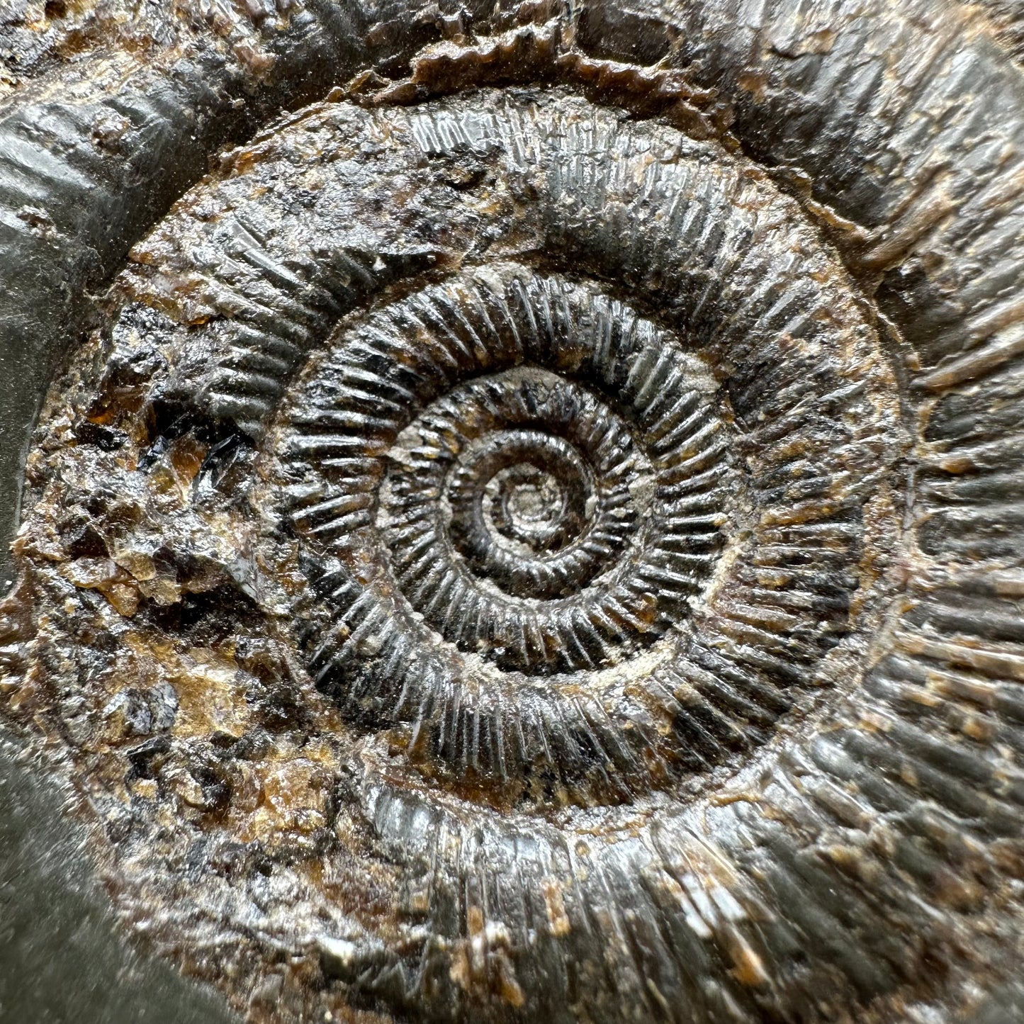 Dactylioceras tenuicostatum Ammonite fossil with box and stand - Whitby, North Yorkshire Jurassic Coast